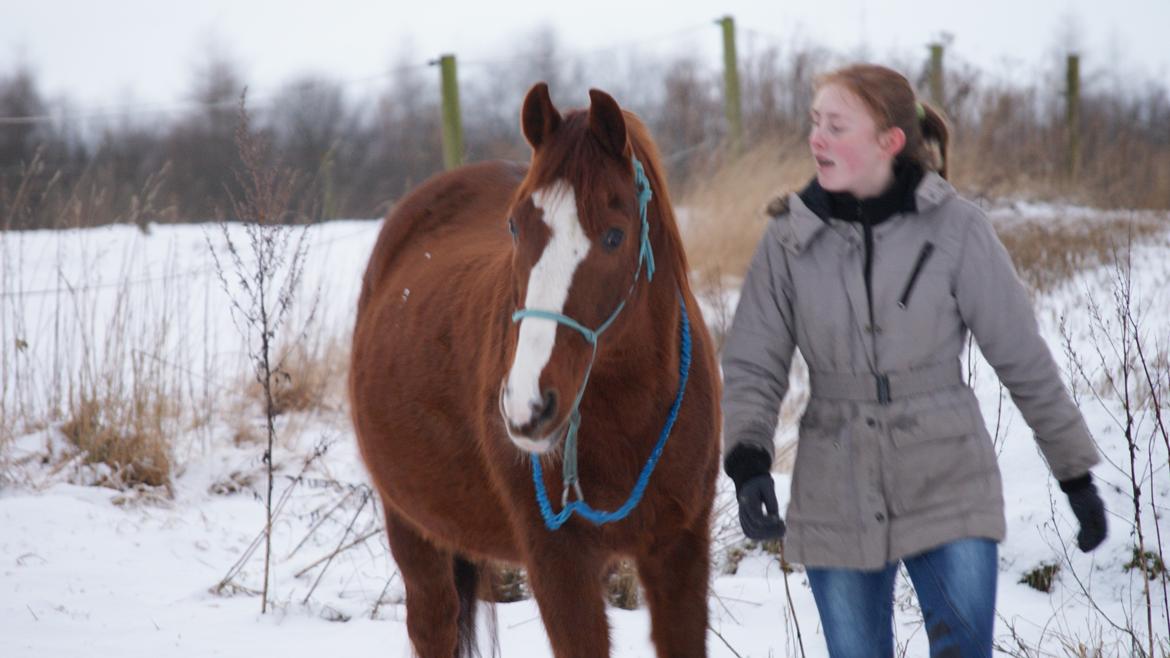 Anden særlig race Pollo billede 7