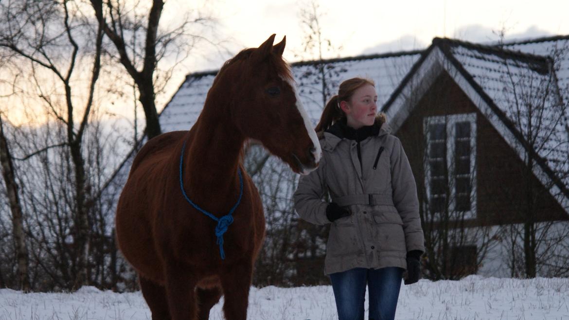 Anden særlig race Pollo billede 1