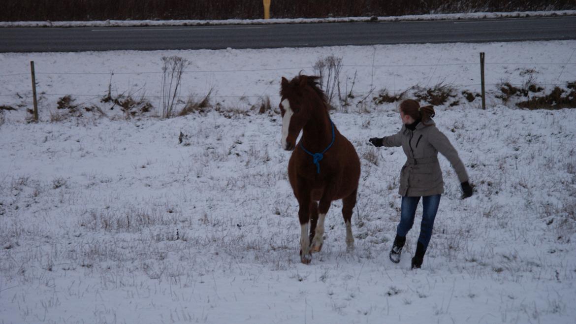 Anden særlig race Pollo billede 6