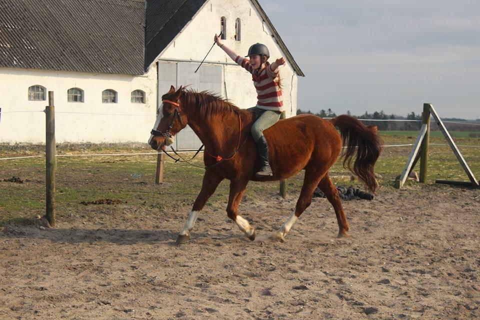 Anden særlig race Pollo billede 5