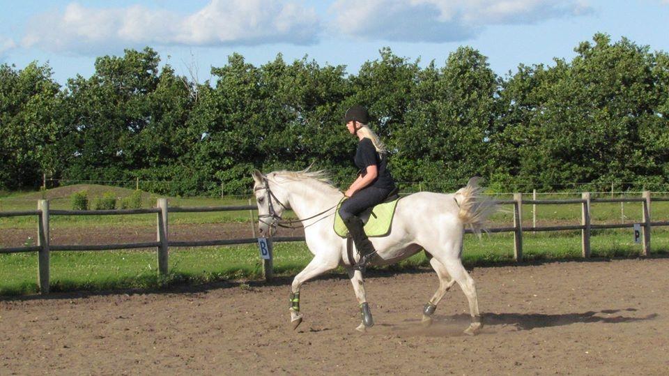 Arabisk fuldblod (OX) Ca Thacion billede 8