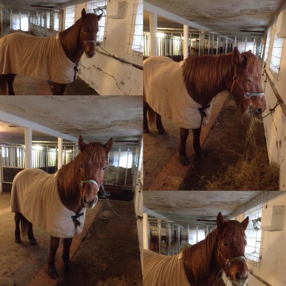 Islænder Pytla fra Anes Minde billede 20