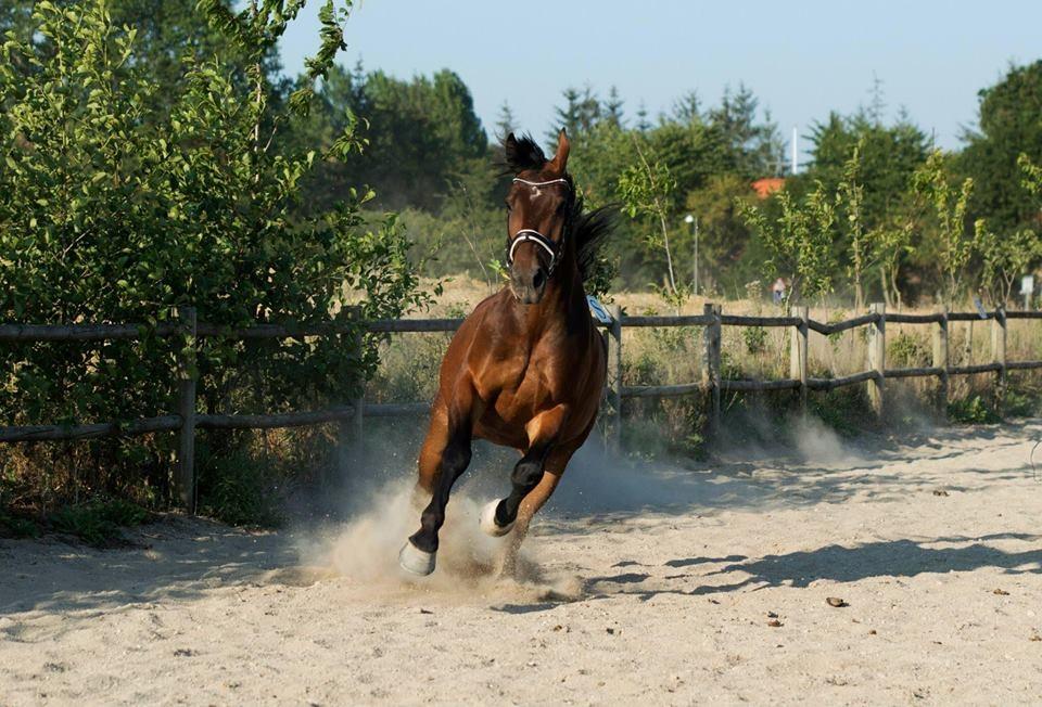 Oldenborg Muhlegårdens Pascal billede 10