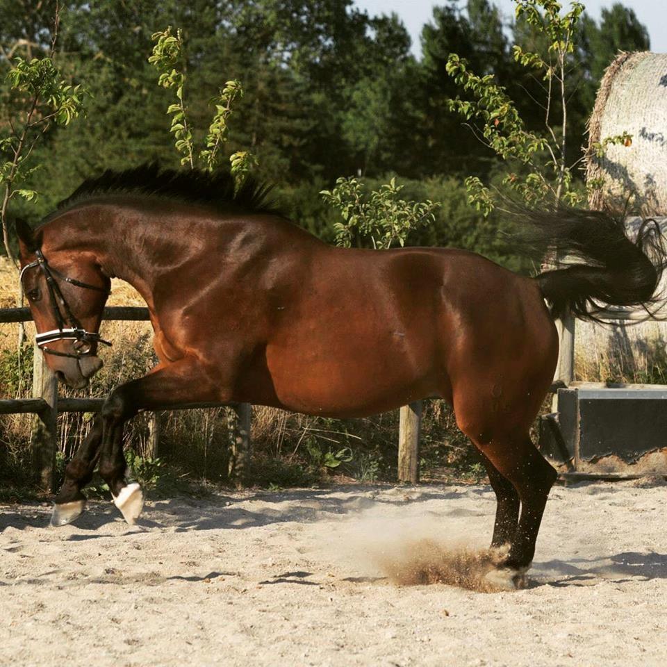 Oldenborg Muhlegårdens Pascal billede 9