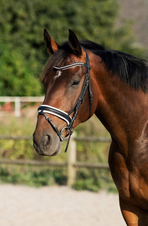 Oldenborg Muhlegårdens Pascal billede 12