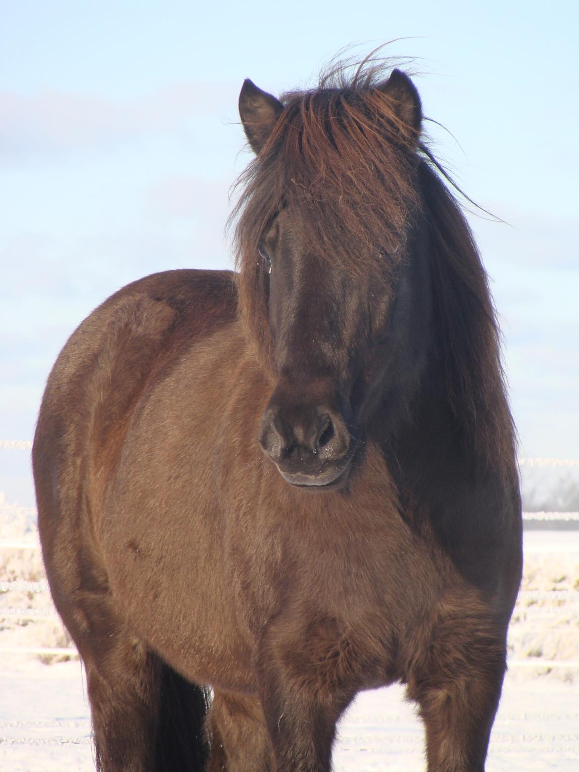 Islænder Fina fra Døesbæk billede 26