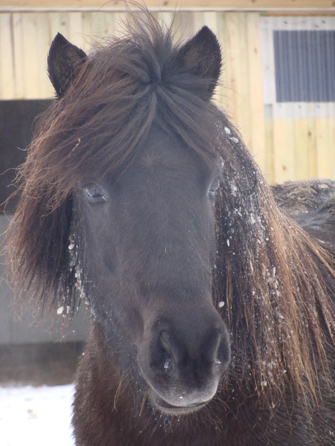 Islænder Fina fra Døesbæk billede 27