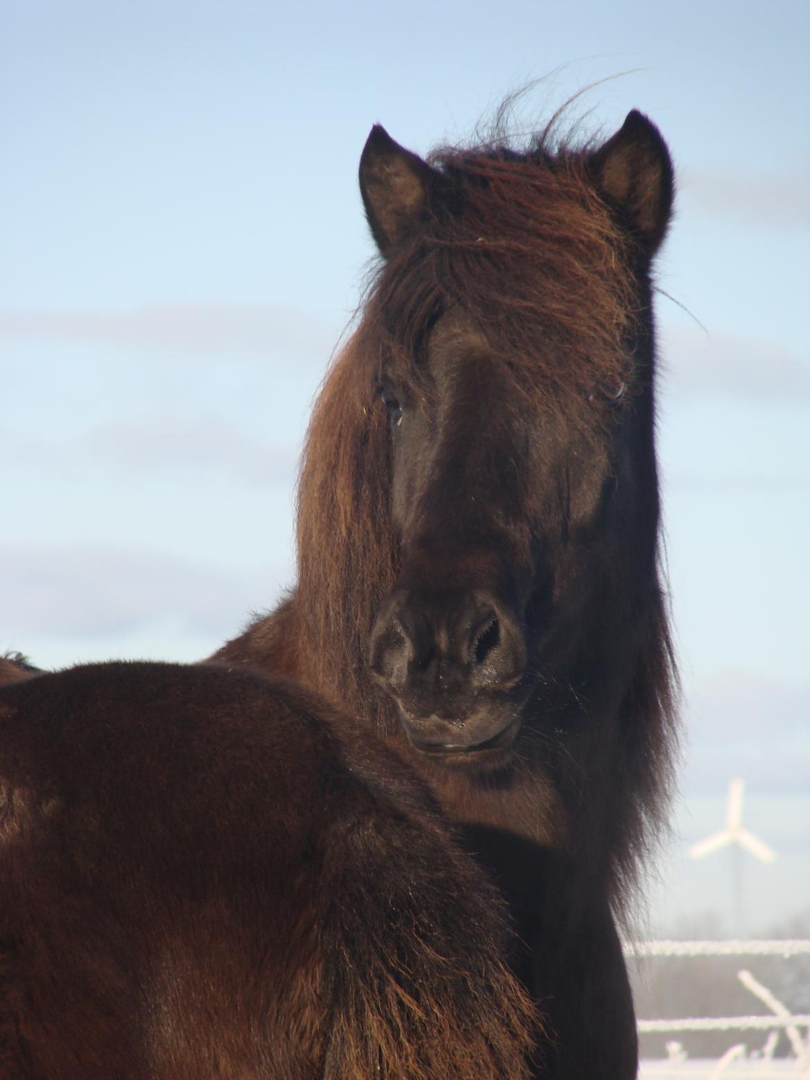 Islænder Fina fra Døesbæk billede 28