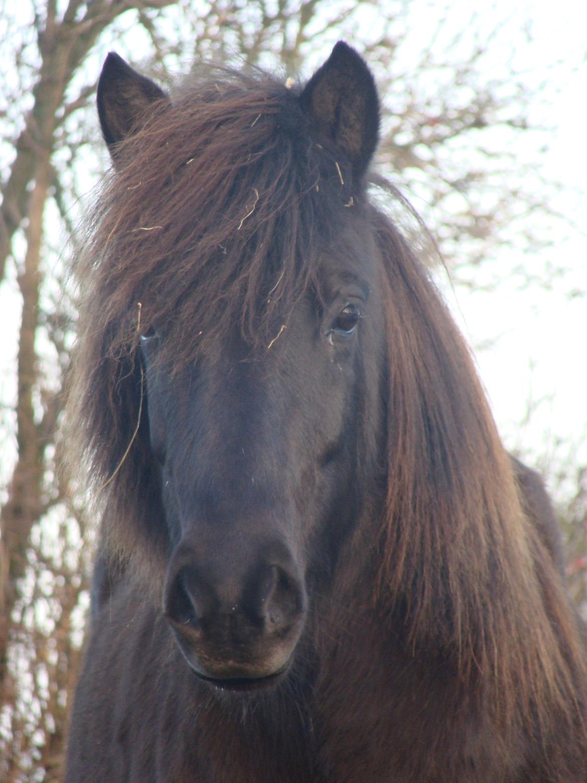 Islænder Fina fra Døesbæk billede 1