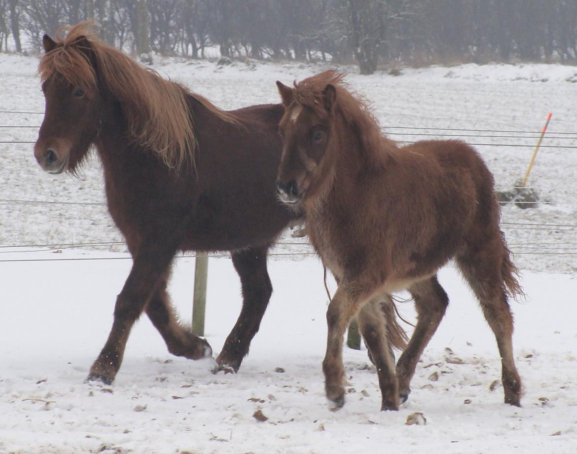 Islænder Gjöf fra Østervang billede 17
