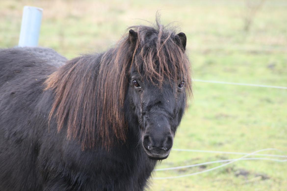 Shetlænder Star billede 1