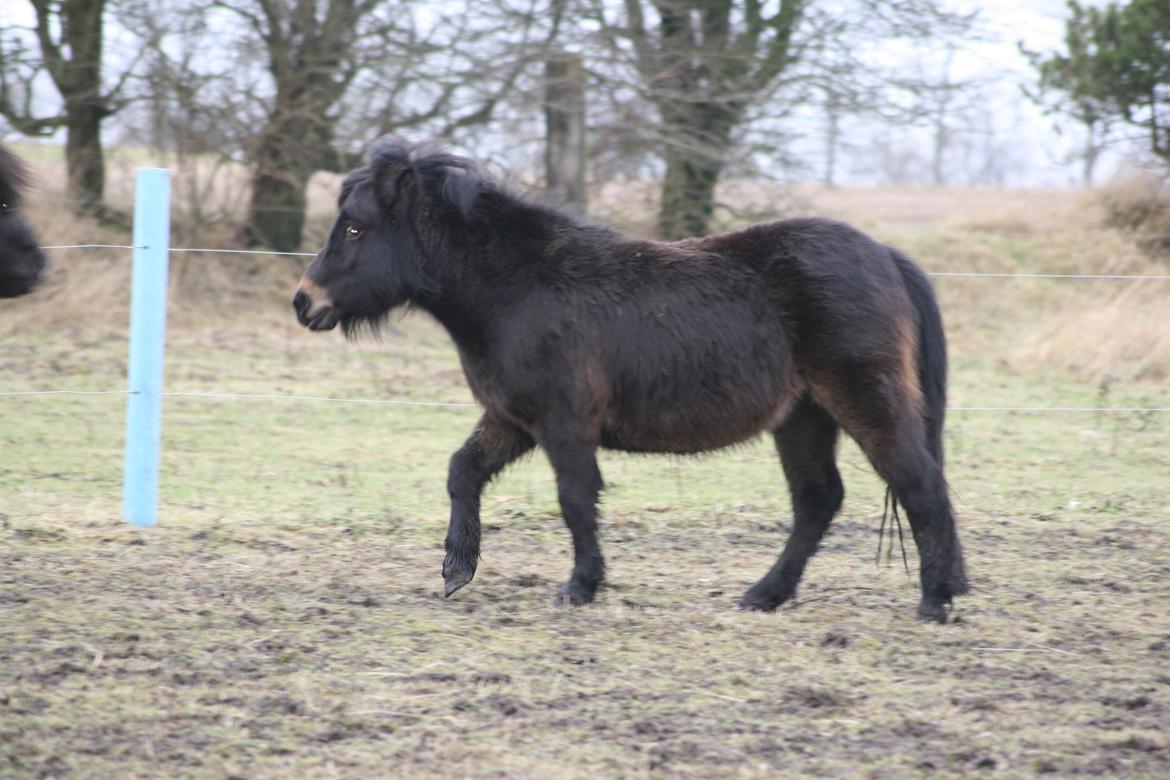 Shetlænder Sønderskovs fucia (Solgt) billede 17