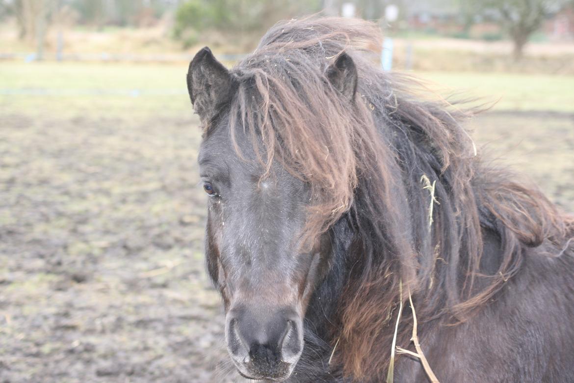 Shetlænder Sønderskovs fresia (tidl. hest) billede 1