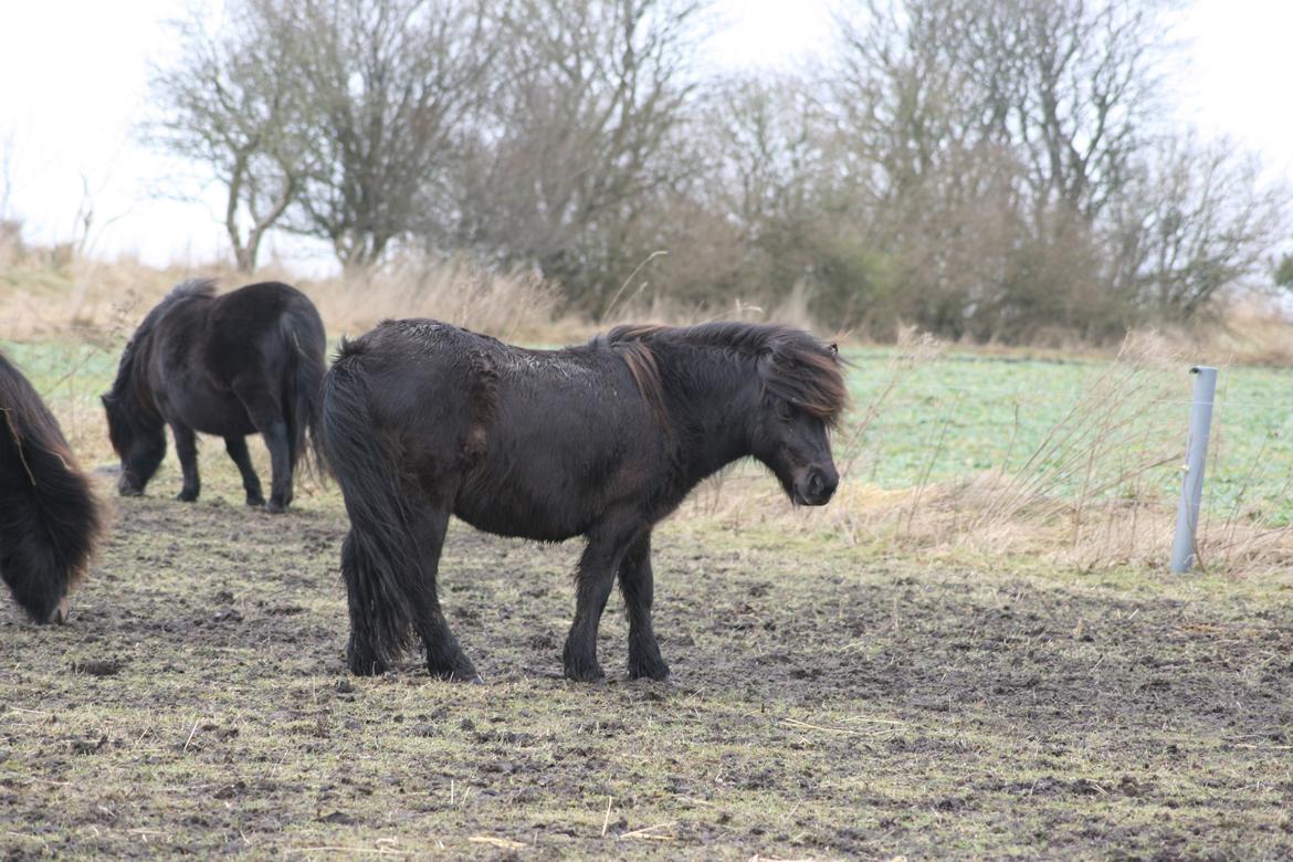 Shetlænder Sønderskovs fresia (tidl. hest) billede 21