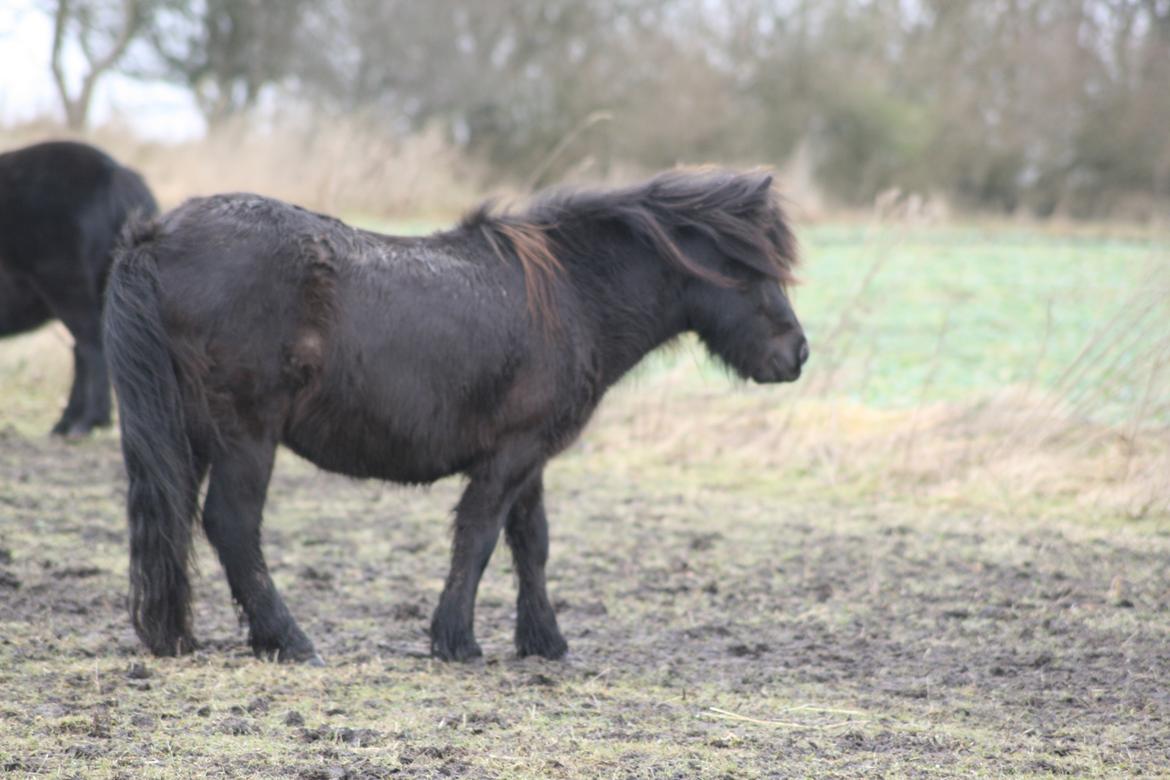 Shetlænder Sønderskovs fresia (tidl. hest) billede 22
