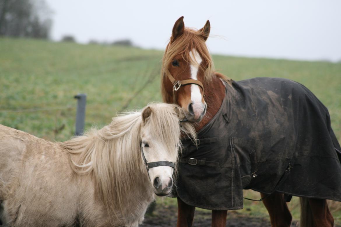 Anden særlig race Rahmann el Baasim (tidl. hest) billede 15