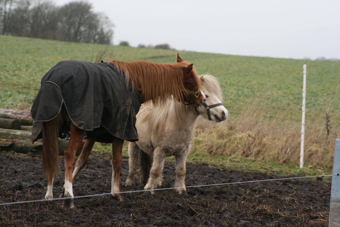 Anden særlig race Rahmann el Baasim (tidl. hest) billede 17