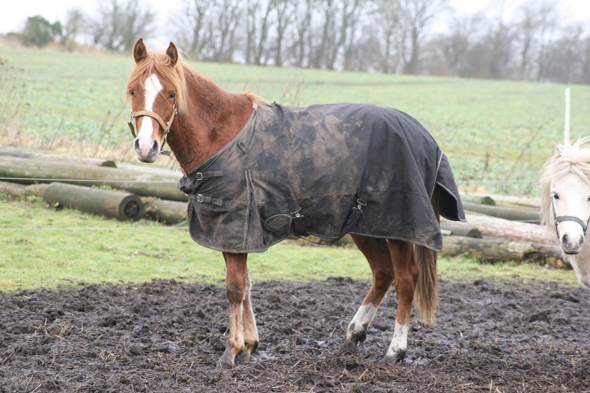 Anden særlig race Rahmann el Baasim (tidl. hest) billede 20