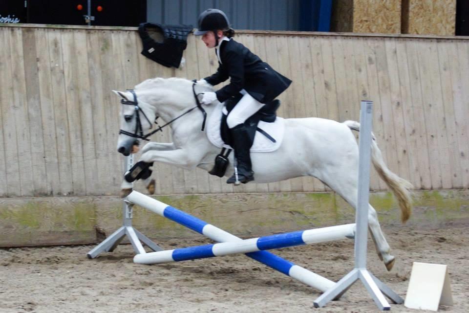 Welsh Mountain (sec A) Gammelgangs garp SOLGT billede 9