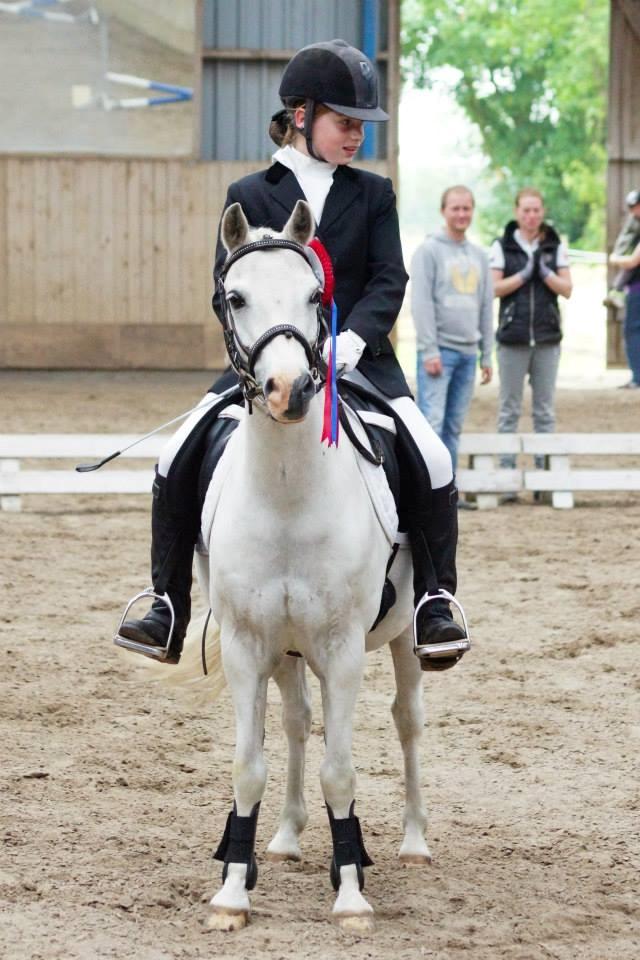 Welsh Mountain (sec A) Gammelgangs garp SOLGT billede 12