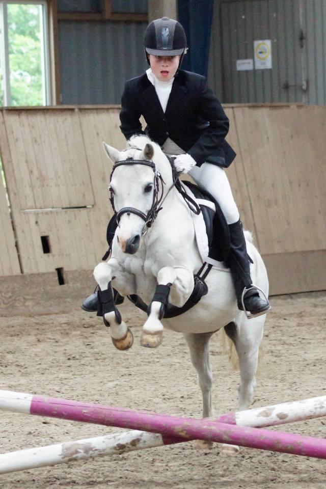 Welsh Mountain (sec A) Gammelgangs garp SOLGT billede 10