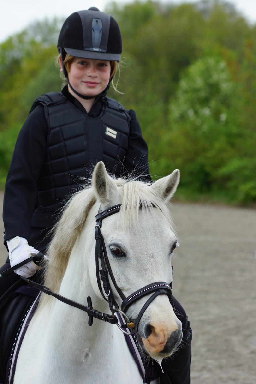 Welsh Mountain (sec A) Gammelgangs garp SOLGT billede 3