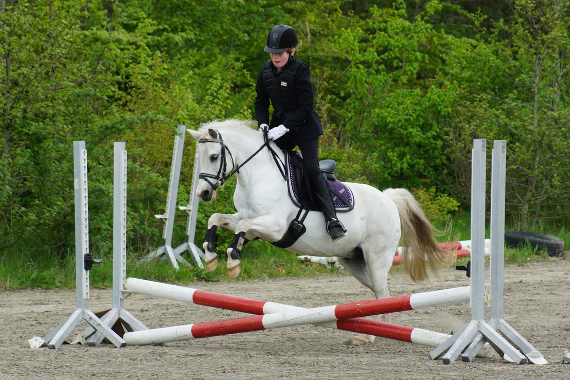 Welsh Mountain (sec A) Gammelgangs garp SOLGT billede 13