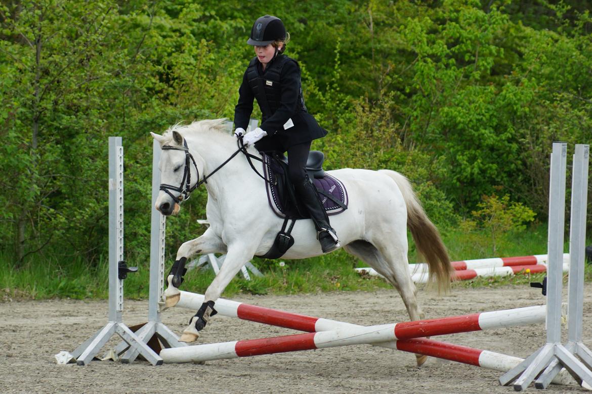 Welsh Mountain (sec A) Gammelgangs garp SOLGT billede 8