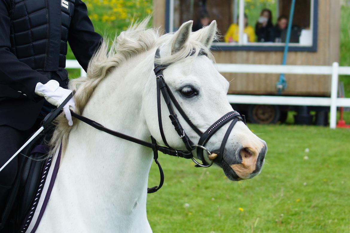 Welsh Mountain (sec A) Gammelgangs garp SOLGT billede 33