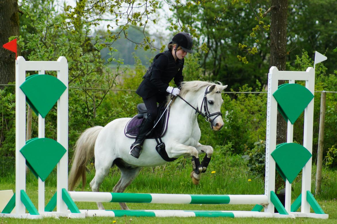 Welsh Mountain (sec A) Gammelgangs garp SOLGT billede 1