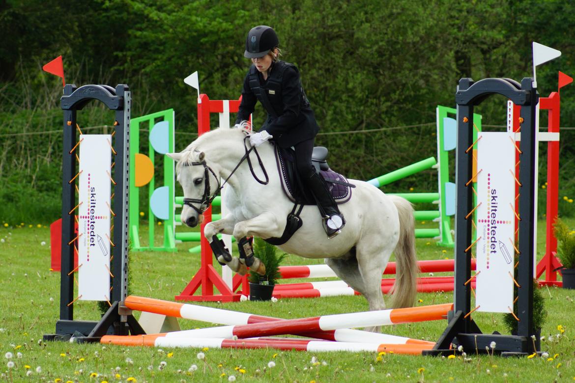 Welsh Mountain (sec A) Gammelgangs garp SOLGT billede 6