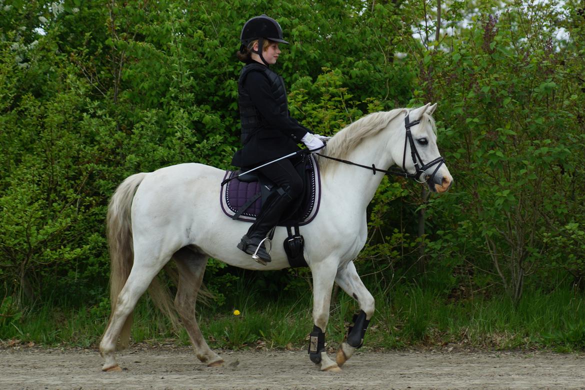 Welsh Mountain (sec A) Gammelgangs garp SOLGT billede 5