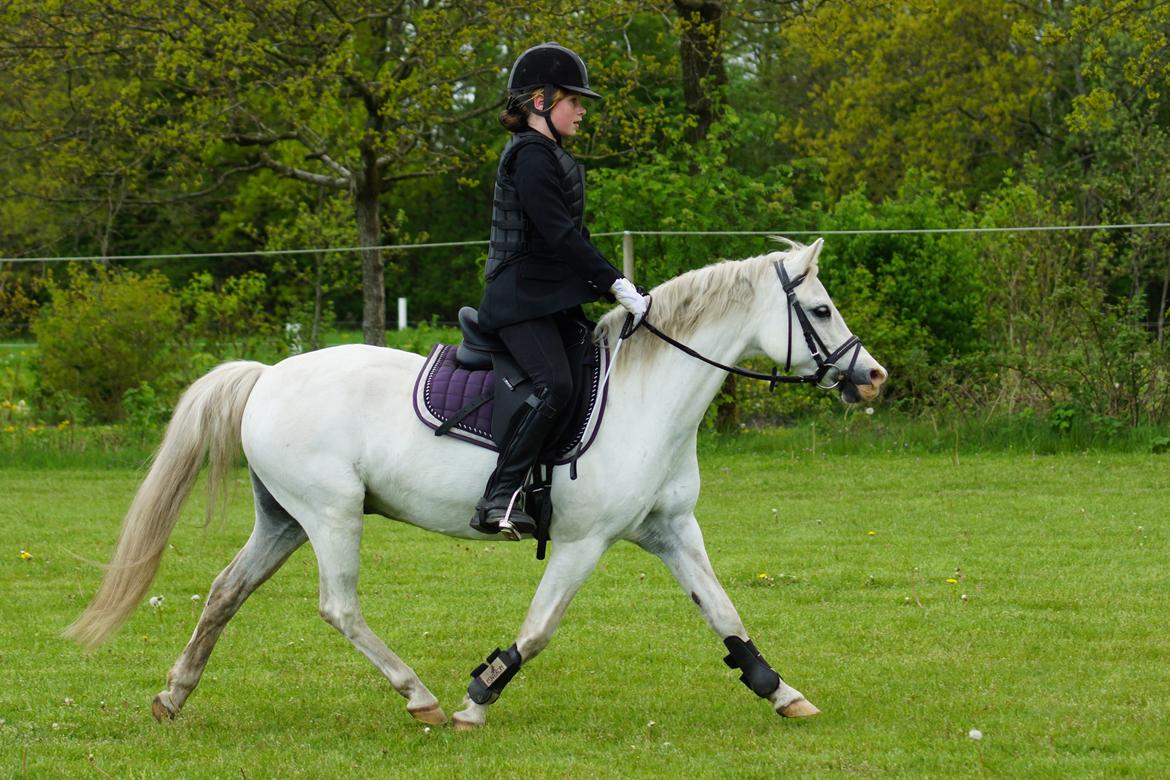 Welsh Mountain (sec A) Gammelgangs garp SOLGT billede 11