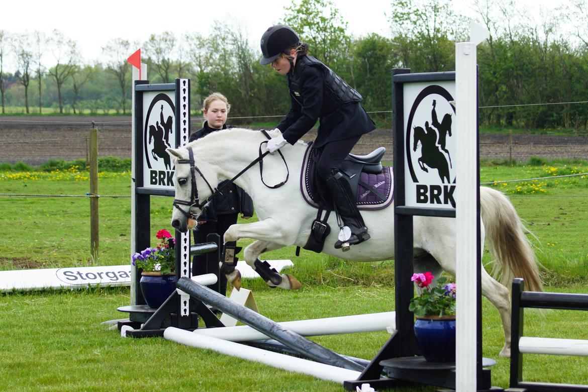 Welsh Mountain (sec A) Gammelgangs garp SOLGT billede 7