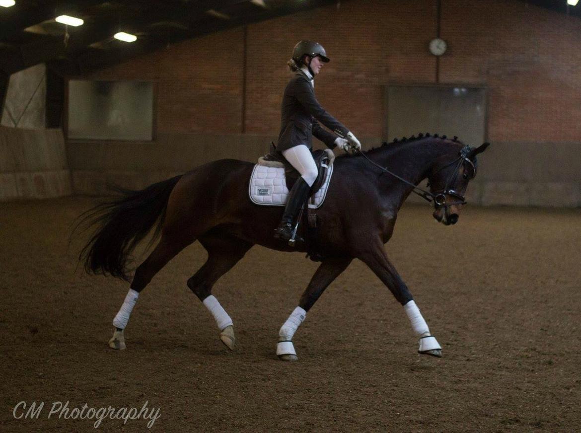 Dansk Varmblod Demi af Hedensminde billede 10