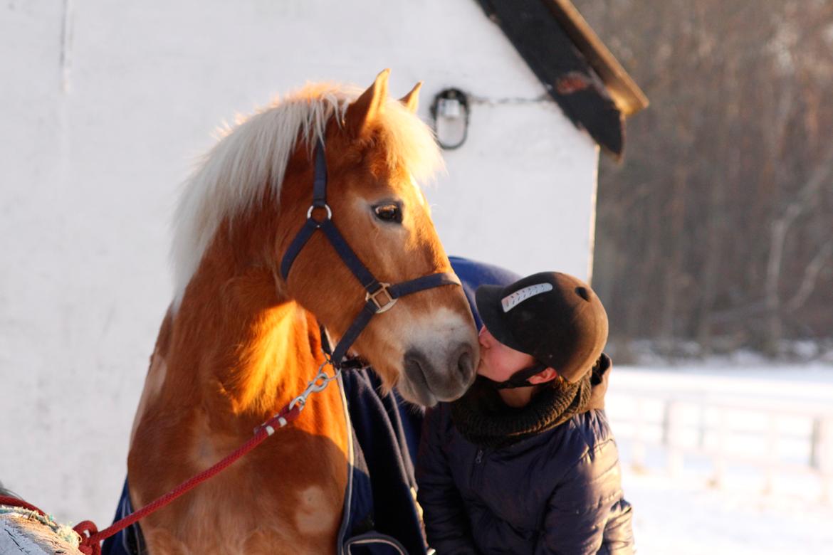 Haflinger Frida - 22-1-16 Vinterbilleder af min stjerne <3 billede 17