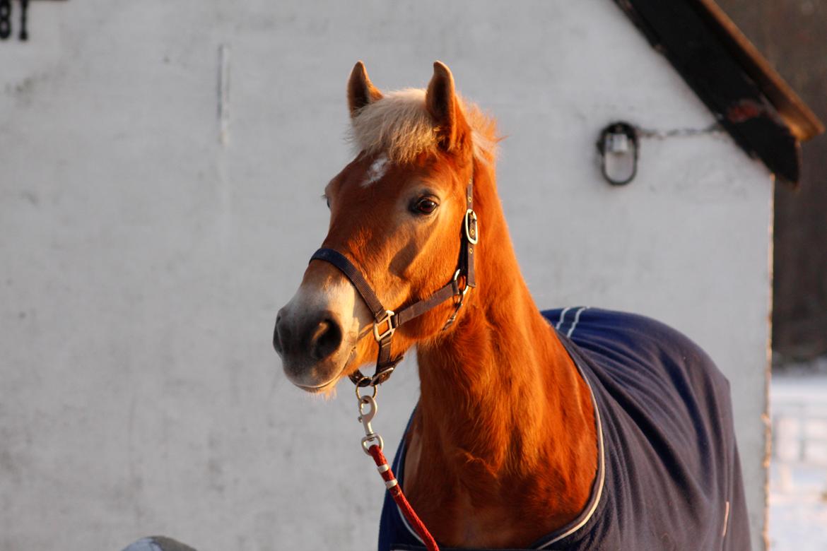 Haflinger Frida - 22-1-16 Vinterbilleder af min stjerne <3 billede 18