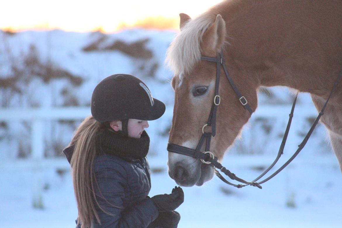 Haflinger Frida - 22-1-16 Vinterbilleder af min stjerne <3 billede 8