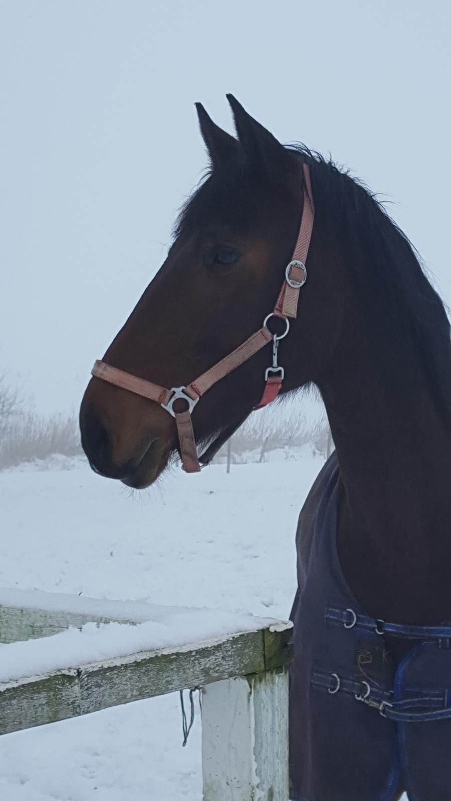 Dansk Varmblod Ayoe billede 8