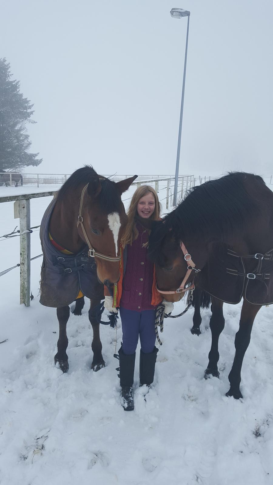 Dansk Varmblod Ayoe billede 9