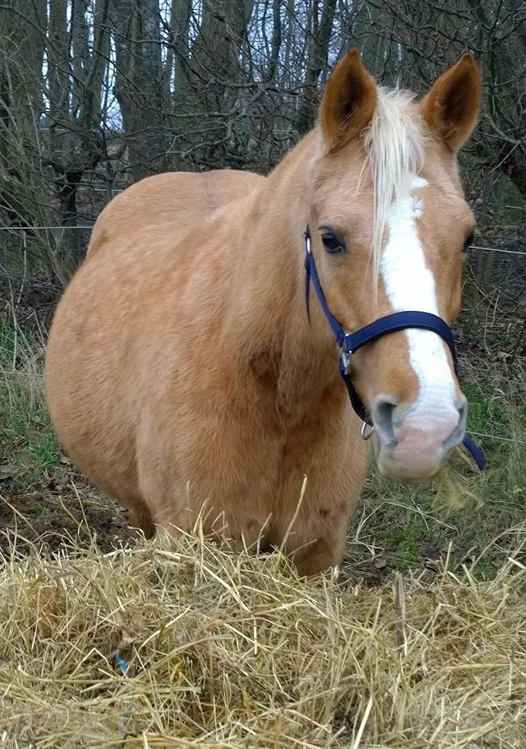 Palomino Ia Starlight Mist (Sarahbia) AFDØD billede 1