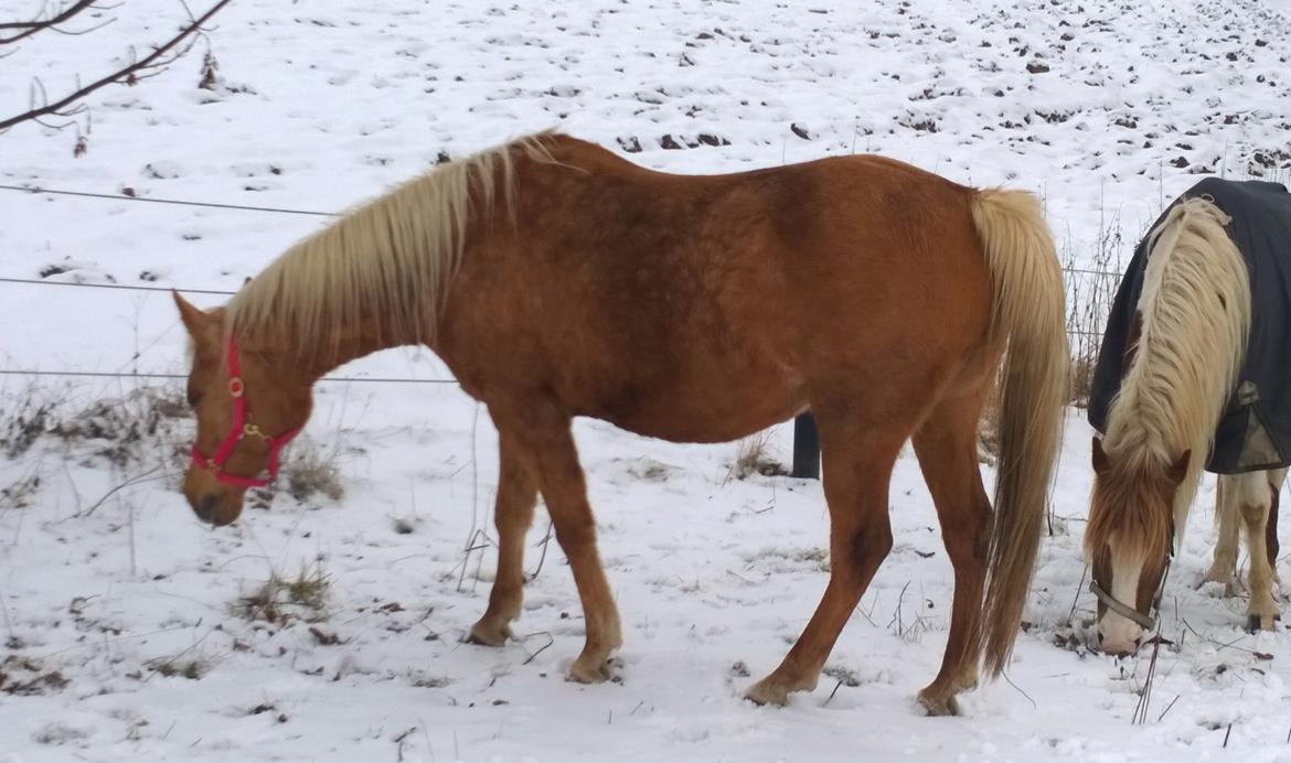 Palomino Ia Starlight Mist (Sarahbia) AFDØD billede 4