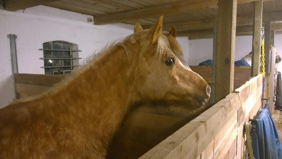 Palomino Ia Starlight Mist (Sarahbia) AFDØD billede 3