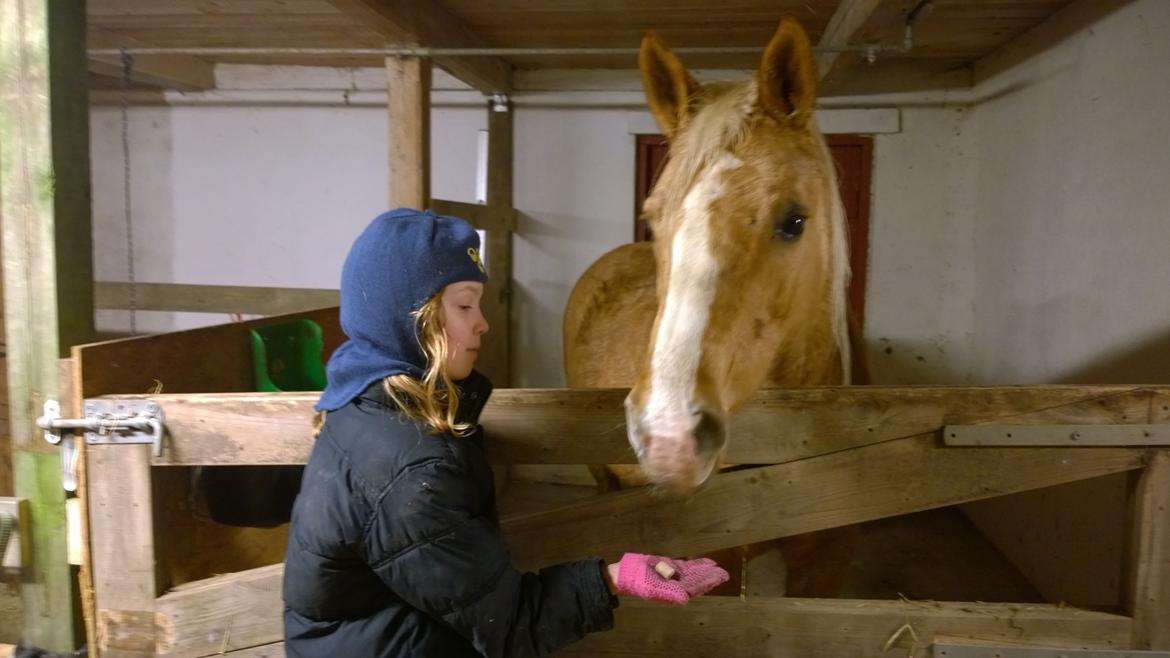 Palomino Ia Starlight Mist (Sarahbia) AFDØD billede 5