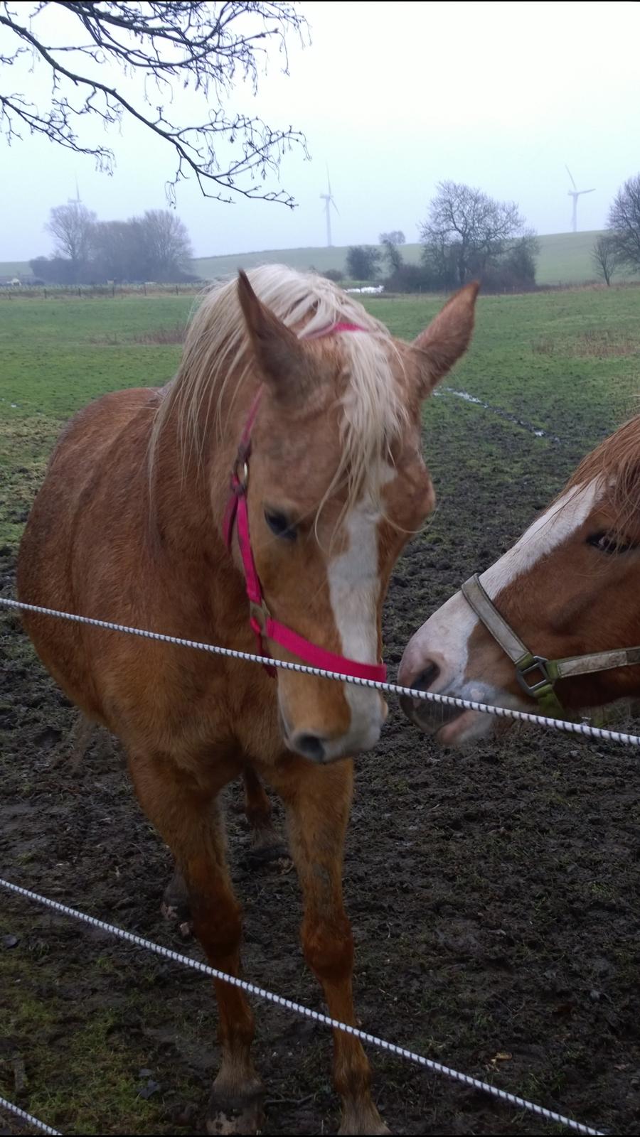 Palomino Ia Starlight Mist (Sarahbia) AFDØD billede 7