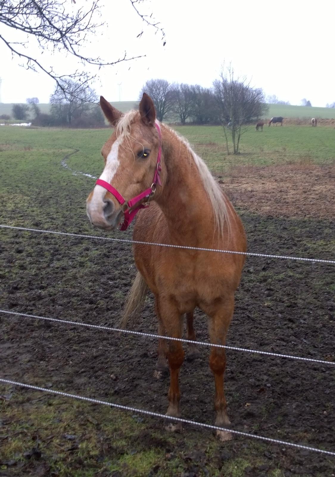 Palomino Ia Starlight Mist (Sarahbia) AFDØD billede 6