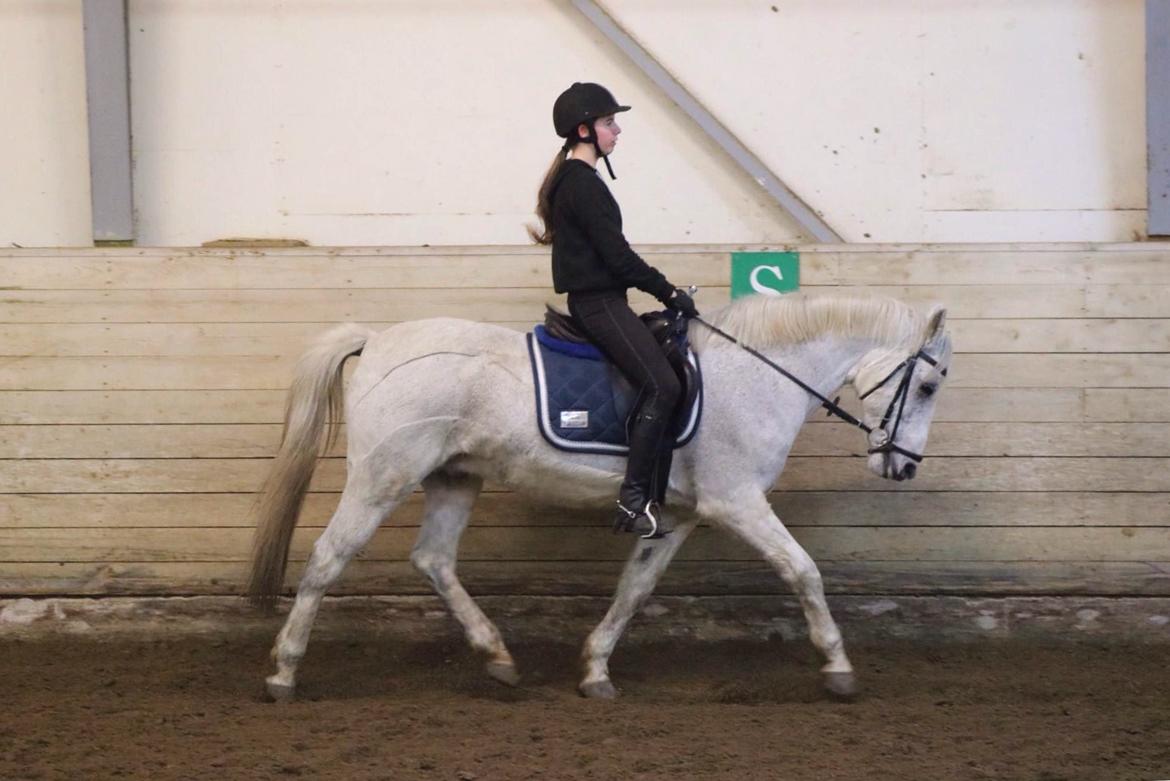 Anden særlig race Gordon billede 14