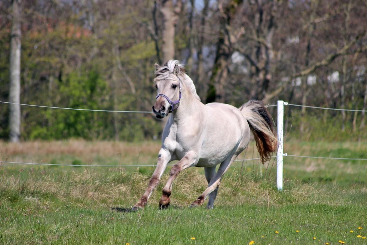 Fjordhest Melvejs gabbi billede 3
