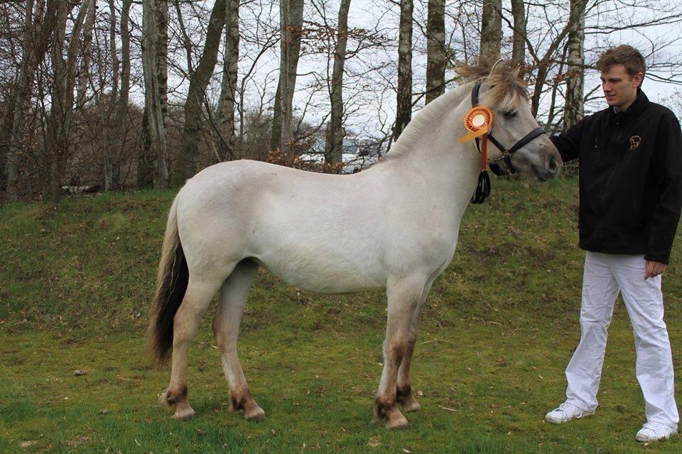 Fjordhest Melvejs gabbi - Plagskue 2014 - Birken - stod fløj <3 billede 5