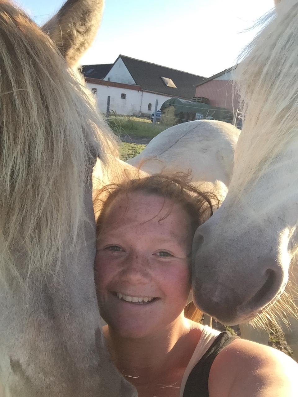 Fjordhest Melvejs gabbi billede 8